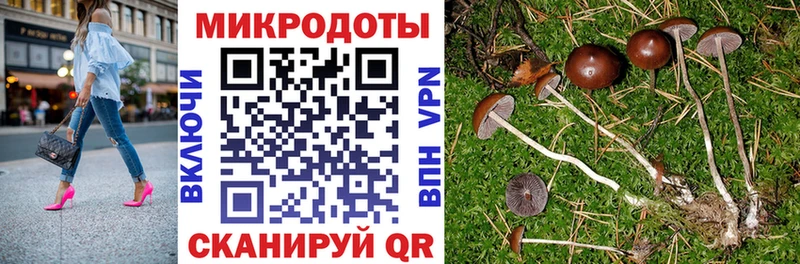 Псилоцибиновые грибы Psilocybe  Пустошка 